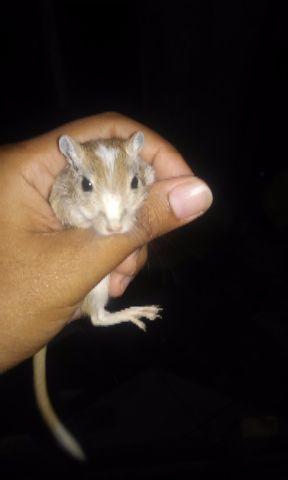 Gerbil C/ Marcação