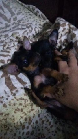 Pinscher miniatura macho e fem