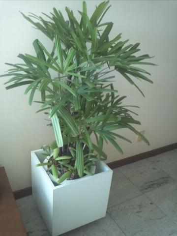 Planta ornamental Rafia