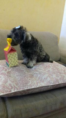 Schnauzer mini fêmea