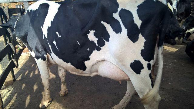 Vacas leiteiras holandesas 3/4 muita genetica