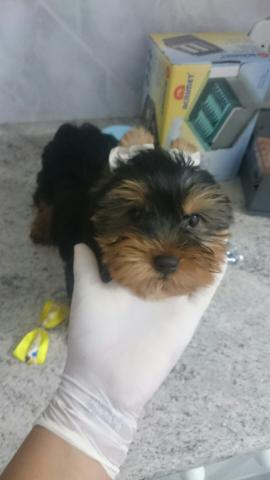 York O ultimo quem chegar primeiro leva