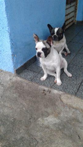 Bulldog Francês fêmea branca marca pirata