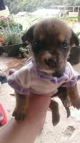 Doa se fêmea porte pqno