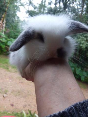Lindos mini coelhos fuzzy lop (orelhas caídas)