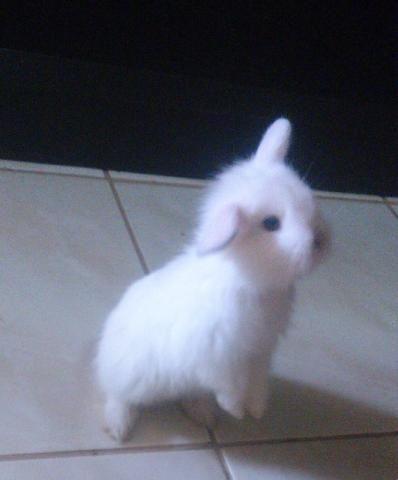 Mini coelho lioh head mini lop fuzzy lop
