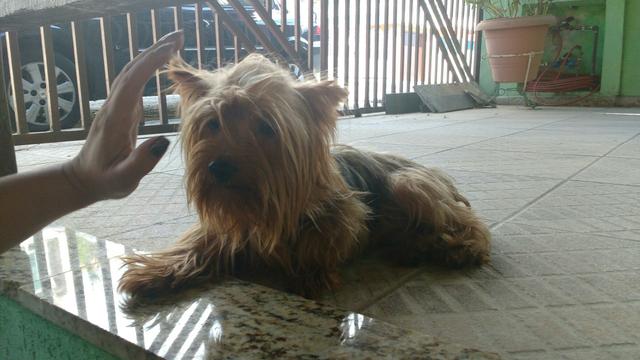 Vendo ou troc o padreador de York