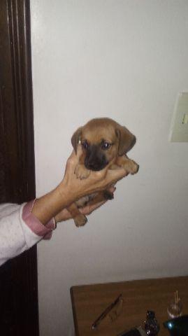 3 machinhos de basset com pinscher 