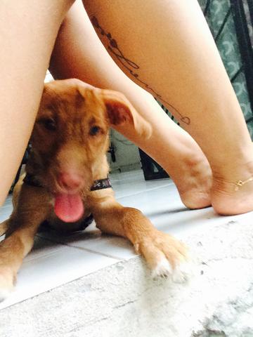 Quero doar esse cachorro, por motivos de não ter espaço