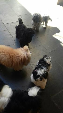 Vende lindos cachorros. Shih Tzu