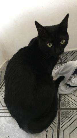 Doação de gato preto