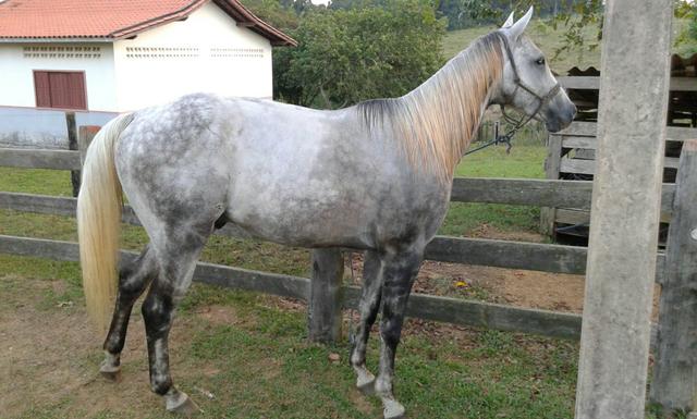 Garanhão QM / Haras Fazenda Modelo