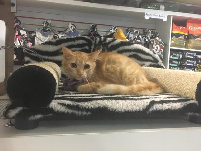 Gatinha para adoção