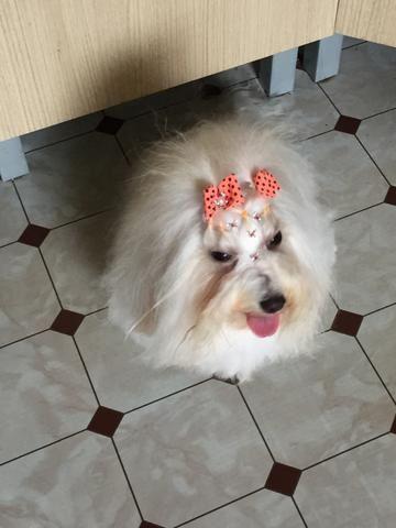 Maltês por  com 45 dias de idade