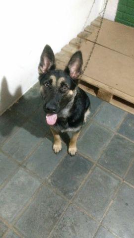 Pastora Alemão capa preta linda