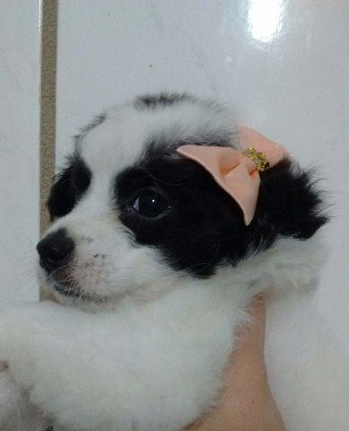 Poodle fêmea número 1