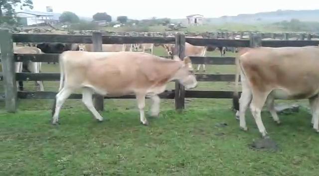 Vacas Jersey