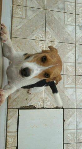 Vendo beagle fêmea tricolor com 11 meses to mudando