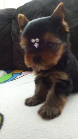 Yorkshire Terrier Femea