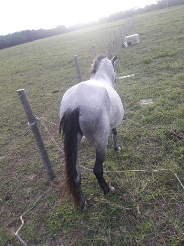 Égua prenha de qm puro