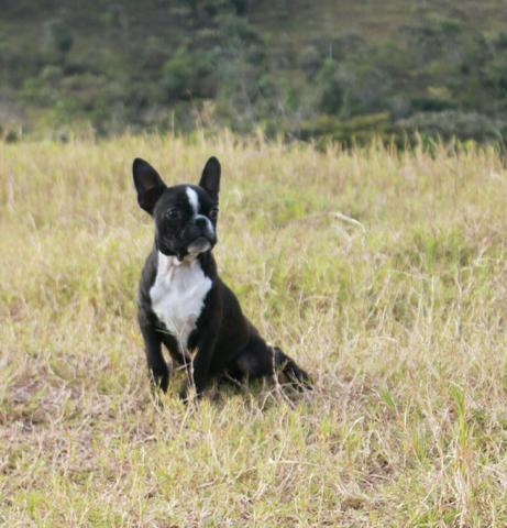 Último macho Boston terrier