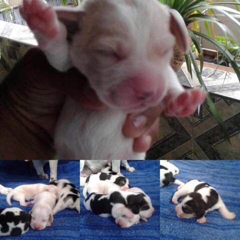 Beagle para reservar canil chegando agora com CNPJ contrato