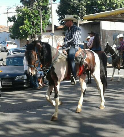 Cavalo (GARANHAO) mangalarga marcador registrado