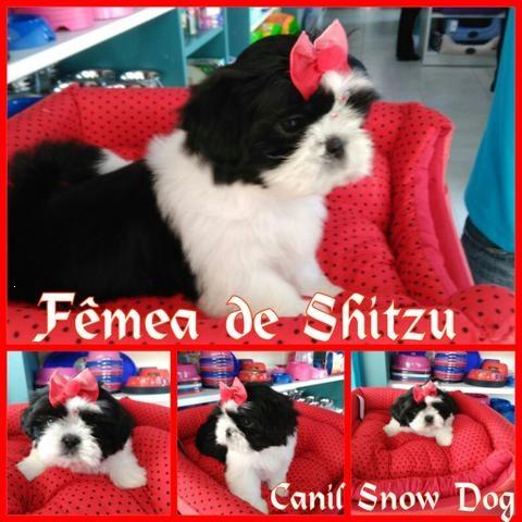 Fêmea de Shih tzu na Feira do Snow Dog no Shopping Cidade