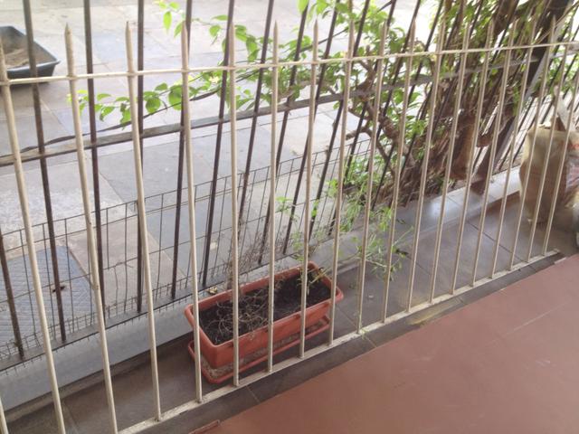 Grade de ferro - doação