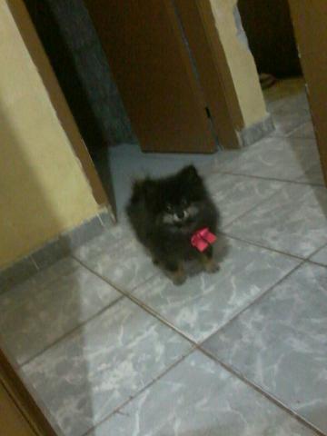 Gratifico quem encontrou essa cachorrinha no psul dia 