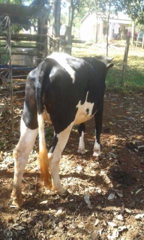 Perto da ambev anapolis tenho 2 novilhas