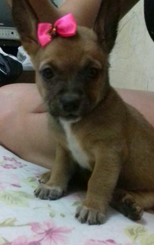 Pinscher anão todas fêmea numero1