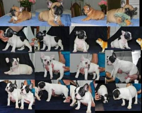 Só hj buldogue frances