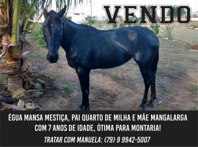 Vendo potra e égua