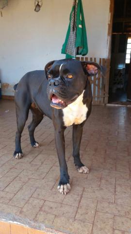 Cachorra muito docio com criança