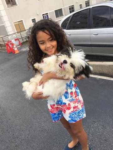 Cachorro Shih-tzu