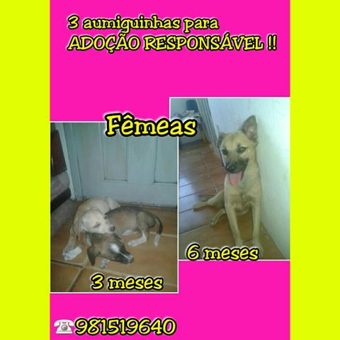 Cachorros para doação