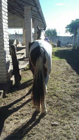 Cavalo Manga larga Pampa