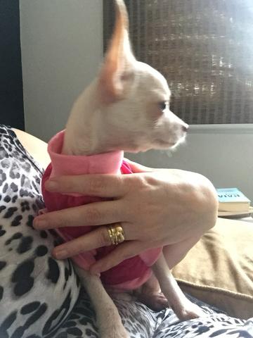 Chihuahua pelo curto Branca