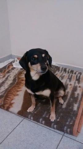 Doação de cachorra