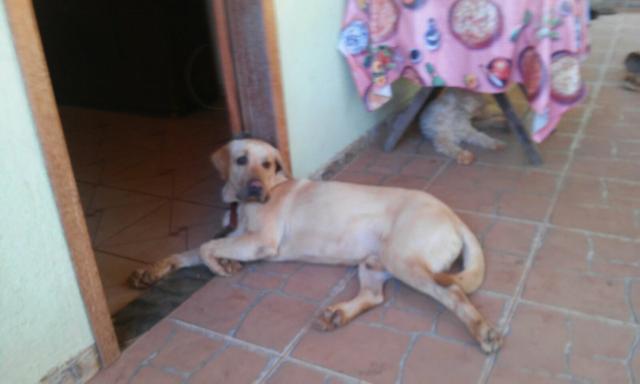 Labrador 1ano 8.meses lindo educado