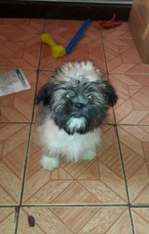 Lhasa Apso