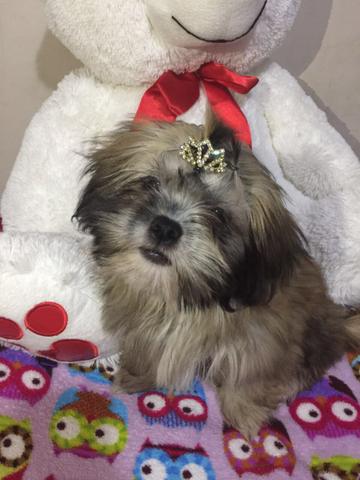 Lhasa Apso Fêmea