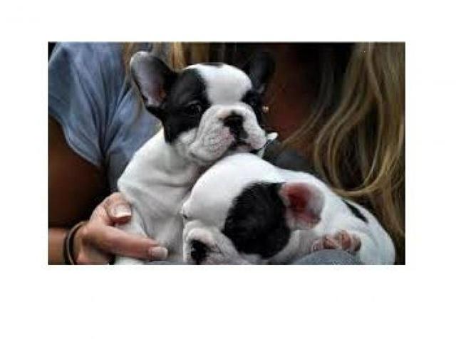 Lindos buldogues frances bebes