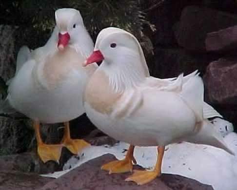 Pato mandarim branco