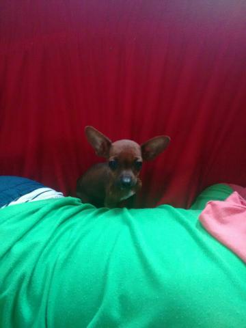 Pincher 0 macho 3 meses