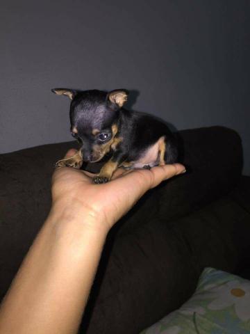Pinscher fêmeas Mini (12x no cartão de crédito)