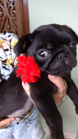 Pug preta femia