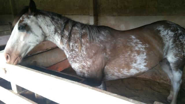 Vendo cavalo crioulo