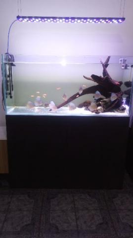 Aquário estilo ADA completo